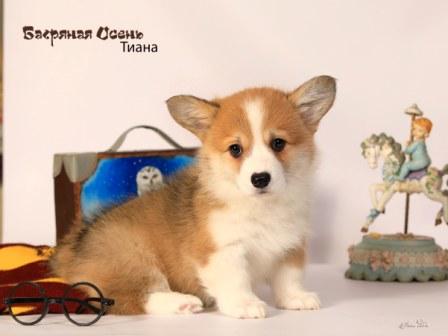 Щенки Вельш Корги Пемброк 2024 года помета литер Т-4