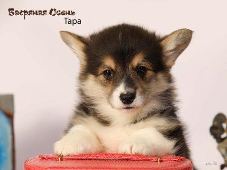 Щенки Вельш Корги Пемброк 2024 года помета литер Т-5