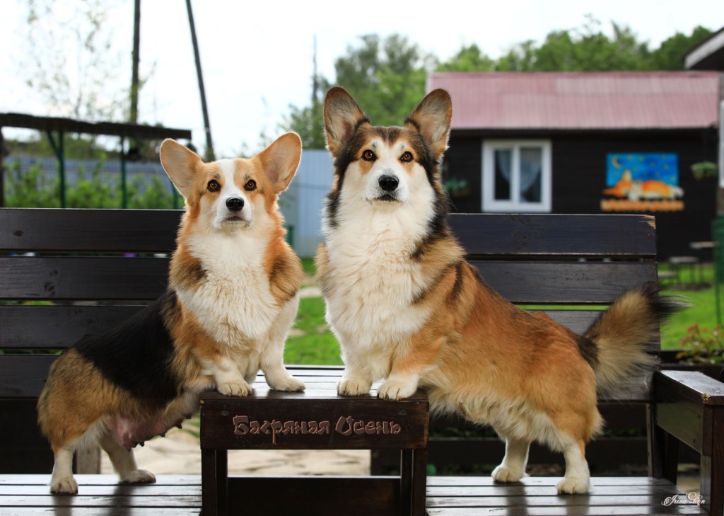 Презентация помета Вельш Корги Пемброк литер Т 2025 года