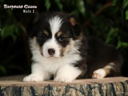 Щенки Вельш Корги Пемброк помета 2025 года литер Т - Мэйл Ту