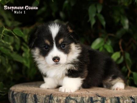 Щенки Вельш Корги Пемброк помета 2025 года литер Т - Мэйл Ван