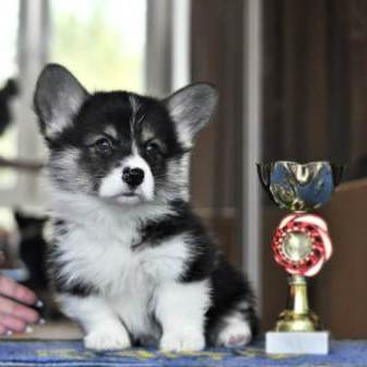 Щенки Вельш Корги Пемброк 2019 года - 1. Багряная осень.