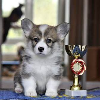 Щенки Вельш Корги Пемброк 2019 года - 2. Багряная осень.