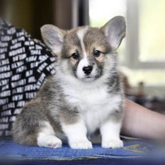 Щенки Вельш Корги Пемброк 2019 года - 3. Багряная осень.