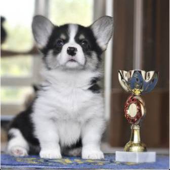 Щенки Вельш Корги Пемброк 2019 года - 6. Багряная осень.