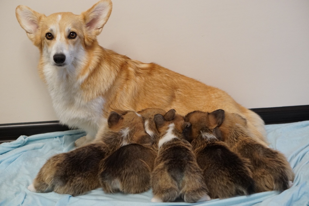 Помет Вельш Корги Пемброк литер У-21