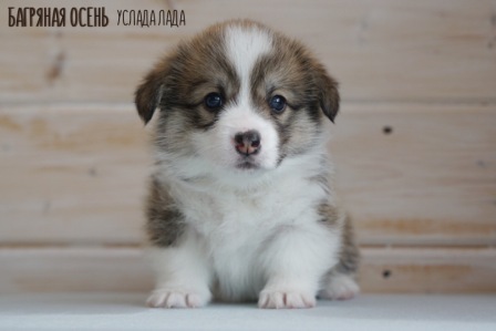 Щенки Вельш Корги Пеброк литер У-1 2021 года