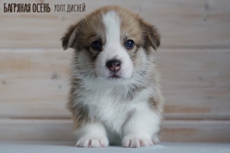 Щенки Вельш Корги Пеброк литер У-2 2021 года