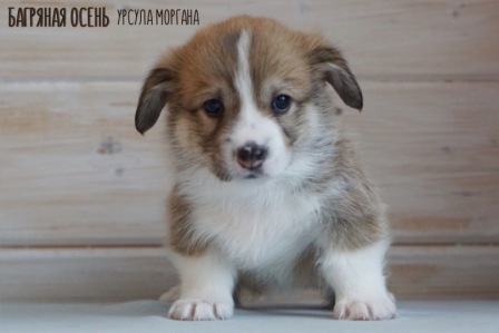 Щенки Вельш Корги Пеброк литер У-3 2021 года