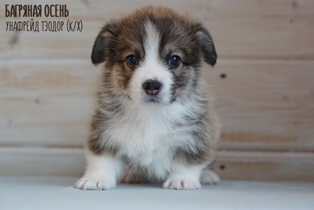 Щенки Вельш Корги Пеброк литер У-4 2021 года