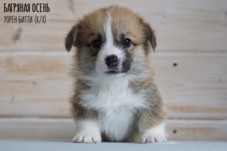 Щенки Вельш Корги Пеброк литер У-5 2021 года