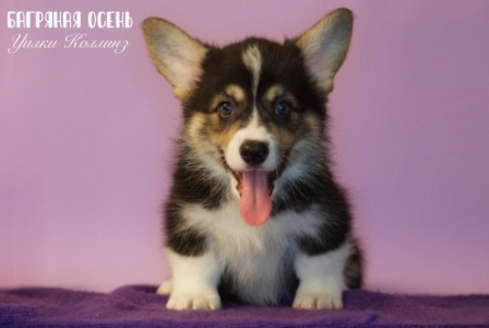 Щенки Вельш Корги Пемброк помета литер У-1 2022 года.