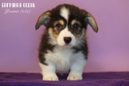 Щенки Вельш Корги Пемброк помета литер У-2 2022 года.