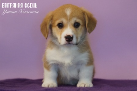 Щенки Вельш Корги Пемброк помета литер У-3 2022 года.