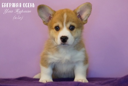 Щенки Вельш Корги Пемброк помета литер У-4 2022 года.