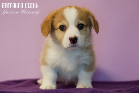 Щенки Вельш Корги Пемброк помета литер У-5 2022 года.