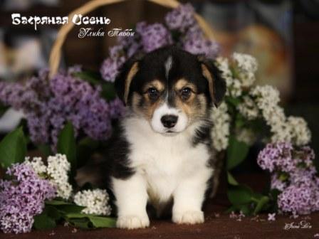 Щенки Вельш Корги Пемброк помета 2023 года литер У-1