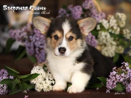 Щенки Вельш Корги Пемброк помета 2023 года литер У-2