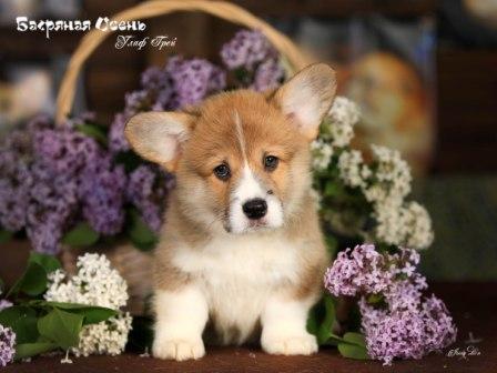 Щенки Вельш Корги Пемброк помета 2023 года литер У-4