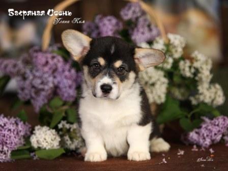 Щенки Вельш Корги Пемброк помета 2023 года литер У-5