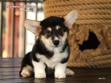 Щенки Вельш Корги Пемброк от Проши и Полли 2025 года - Ульрике Кейт