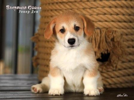 Щенки Вельш Корги Пемброк от Проши и Полли 2025 года - Уокер Ден