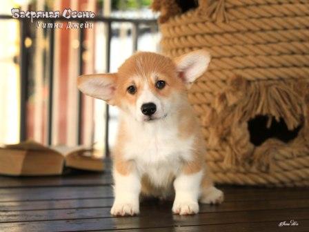 Щенки Вельш Корги Пемброк от Проши и Полли 2025 года - Уитни Джейн