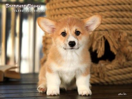 Щенки Вельш Корги Пемброк от Проши и Полли 2025 года - Ульяна Милентина