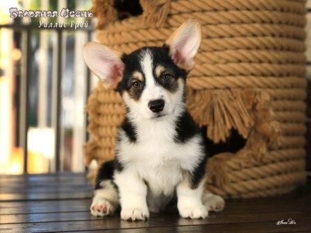 Щенки Вельш Корги Пемброк от Проши и Полли 2025 года - Уиллис Грей