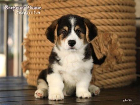 Щенки Вельш Корги Пемброк от Проши и Полли 2025 года - Уилфред Сэм