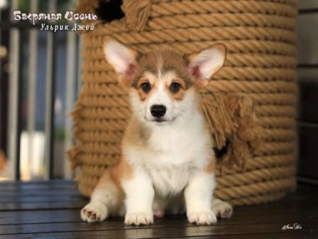 Щенки Вельш Корги Пемброк от Проши и Полли 2025 года - Ульрик Джей