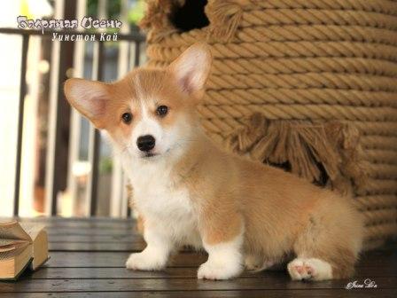 Щенки Вельш Корги Пемброк от Проши и Полли 2025 года - Уинстон Кай