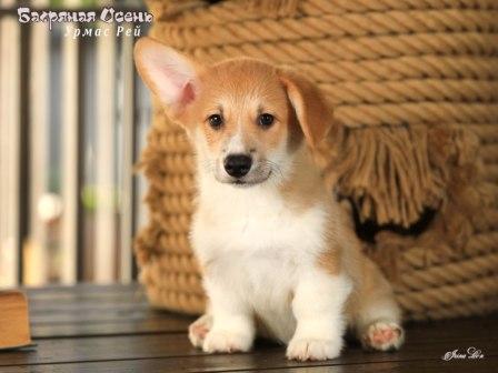 Щенки Вельш Корги Пемброк от Проши и Полли 2025 года - Урмас Рей