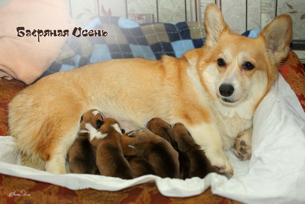 Презентация щенки Вельш Корги Пемброк литер В 2020 года.