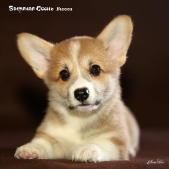 Щенки Вельш Корги Пемброк помета В 2020 года - 1.