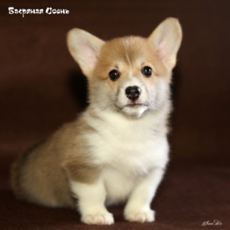 Щенки Вельш Корги Пемброк помета В 2020 года - 2.