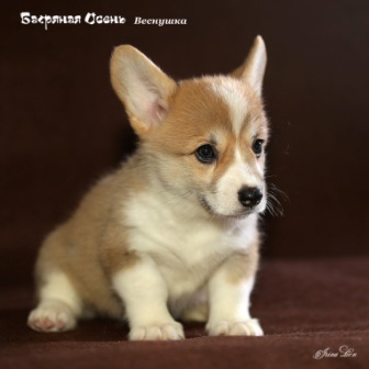 Щенки Вельш Корги Пемброк помета В 2020 года - 3.