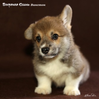 Щенки Вельш Корги Пемброк помета В 2020 года - 4.