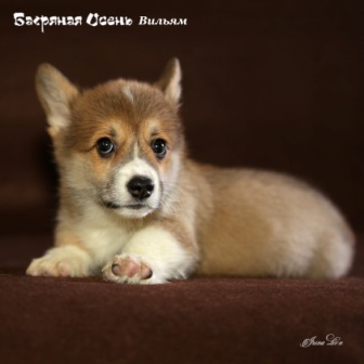 Щенки Вельш Корги Пемброк помета В 2020 года - 5.