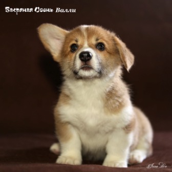 Щенки Вельш Корги Пемброк помета В 2020 года - 7.