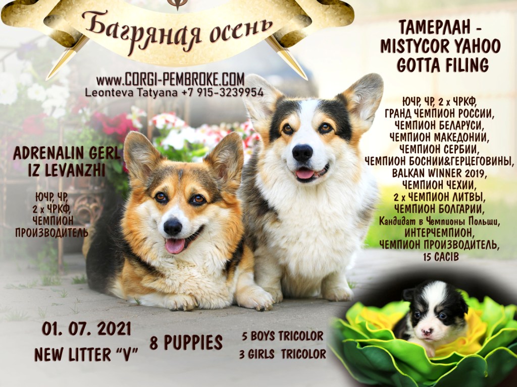 Презентация помета Вельш Корги Пемброк литер В 2021 года