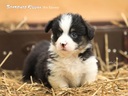 Щенки Вельш Корги Пемброк литер В-2 2021 года