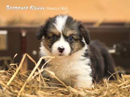 Щенки Вельш Корги Пемброк литер В-3 2021 года