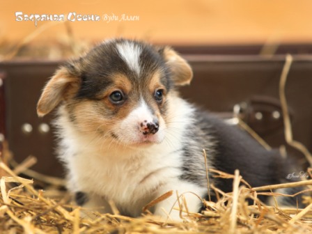 Щенки Вельш Корги Пемброк литер В-4 2021 года