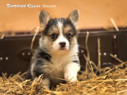 Щенки Вельш Корги Пемброк литер В-5 2021 года