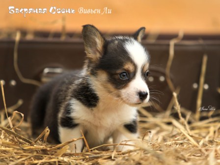 Щенки Вельш Корги Пемброк литер В-6 2021 года