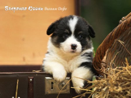 Щенки Вельш Корги Пемброк литер В-7 2021 года