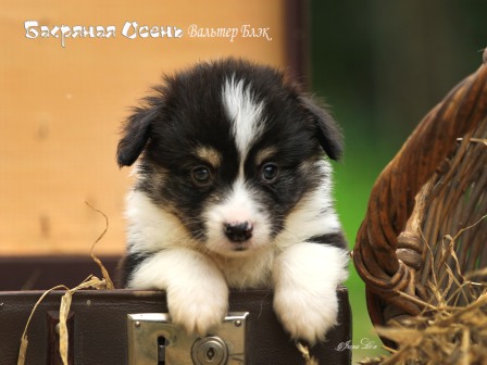 Щенки Вельш Корги Пемброк литер В-8 2021 года