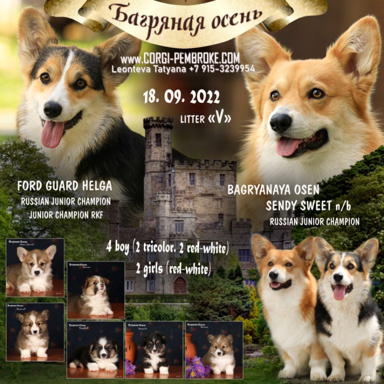 Презентация помета Вельш Корги Пемброк литер В 2022 года