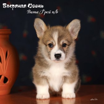 Щенки Вельш Корги Пемброк помета В-2 2022 года